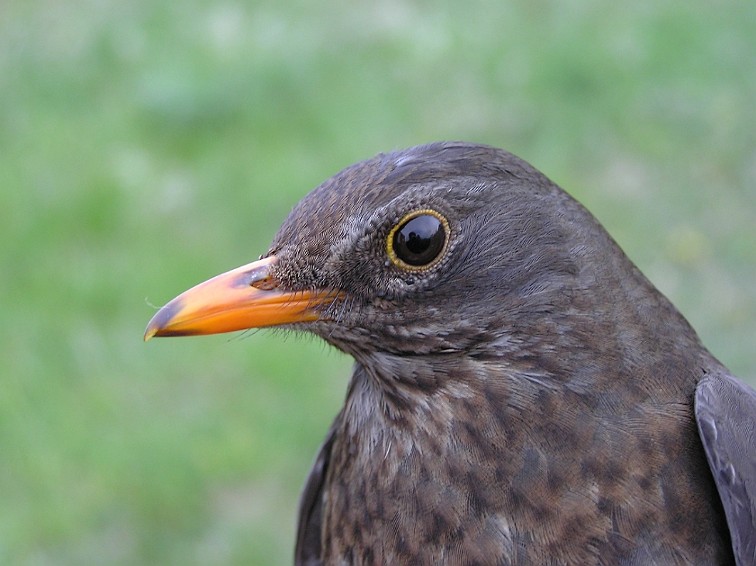 Common Blackbird, Sundre 20090516